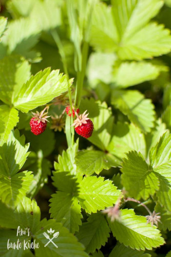 Walderdbeeren